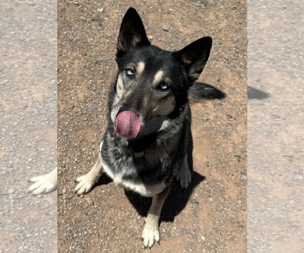 Medium Photo #3 Gerberian Shepsky Puppy For Sale in Cedar Crest, NM, USA