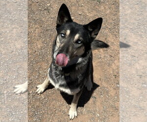 Shadow - Female Gerberian Shepsky Dog for Adoption - Photo #3
