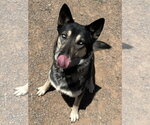 Small Photo #3 Gerberian Shepsky Puppy For Sale in Cedar Crest, NM, USA