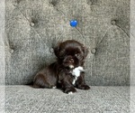 Puppy Puppy 1 Shih Tzu