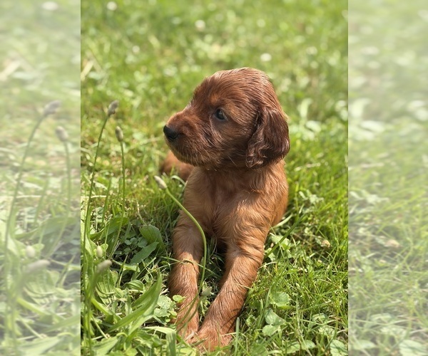Medium Photo #4 Irish Setter Puppy For Sale in ONEONTA, NY, USA