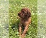Small #3 Irish Setter