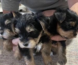Yorkshire Terrier Puppy for sale in SPICEWOOD, TX, USA