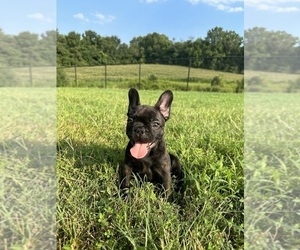 French Bulldog Puppy for sale in TRACYS LANDING, MD, USA