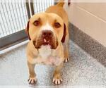Small #1 American Pit Bull Terrier Mix