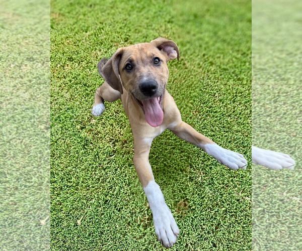 Medium Photo #5 Shepradors Puppy For Sale in McKinney, TX, USA