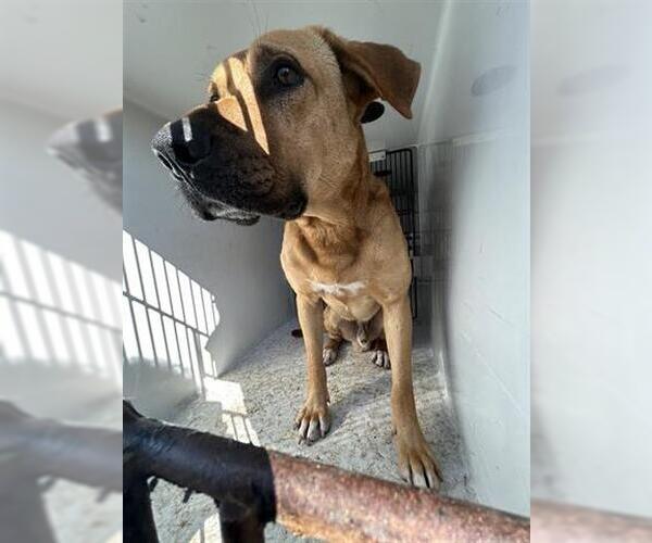 Medium Photo #1 Mutt Puppy For Sale in Houston, TX, USA