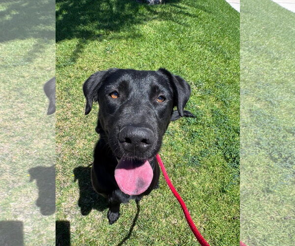Medium Photo #4 Labrador Retriever-Unknown Mix Puppy For Sale in San Diego, CA, USA