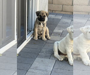 CR - Finn - Male Labrador Retriever-Unknown Mix Dog for Adoption - Photo #2