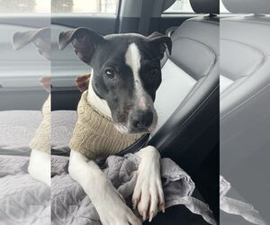 Kane - Male American Pit Bull Terrier-Unknown Mix Dog for Adoption - Photo #6