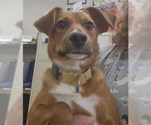 Beagle-Unknown Mix Dogs for adoption in Center Township, PA, USA