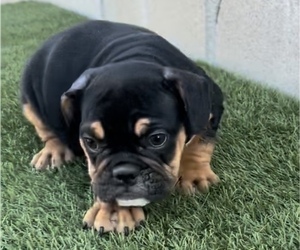 English Bulldog Puppy for sale in NASHVILLE, TN, USA