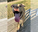 Small #3 Bullboxer Pit