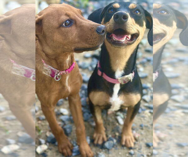Medium Photo #11 German Pinscher-Unknown Mix Puppy For Sale in West Cornwall, CT, USA