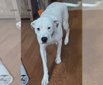 Small #1 American Staffordshire Terrier Mix