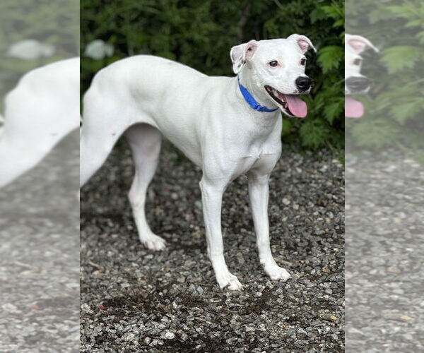 Medium Photo #4 Mutt Puppy For Sale in Elmsford, NY, USA
