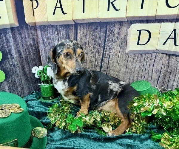 Medium Photo #2 Dachshund Puppy For Sale in CASSVILLE, MO, USA