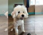 Small #7 Maltipoo (Miniature)