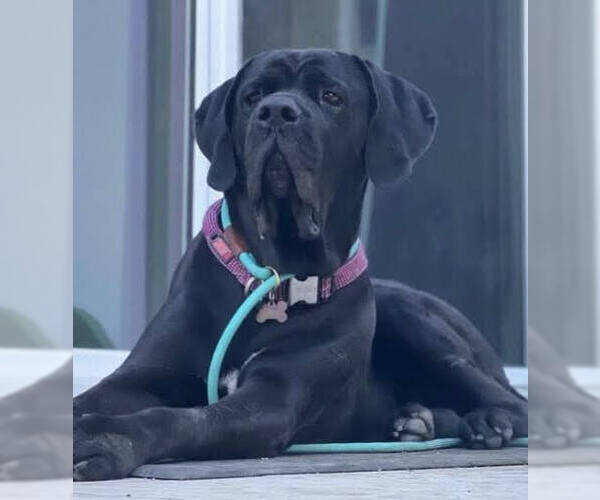 Medium Photo #7 Brazilian Mastiff Puppy For Sale in Jasper, AL, USA