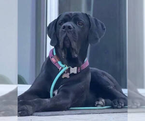 Tiana - Female Brazilian Mastiff Dog for Adoption - Photo #7