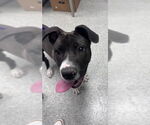 Small American Bulldog Mix
