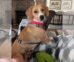 Small #4 Beagle Mix