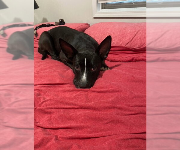Medium Photo #5 Mutt Puppy For Sale in Crete, IL, USA