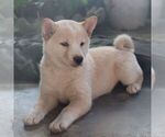 Small #3 Shiba Inu