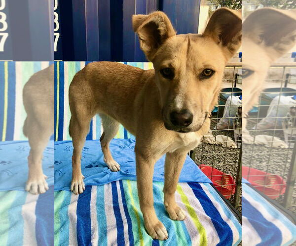 Medium Photo #3 Border Collie-Unknown Mix Puppy For Sale in San Diego, CA, USA