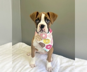 Boxer Puppy for sale in VALPARAISO, IN, USA