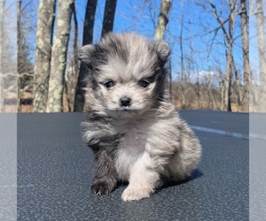 Doberman Pinscher Puppy for sale in PORTLAND, ME, USA