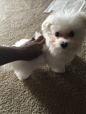 Maltese Puppy for sale in KILLEEN, TX, USA