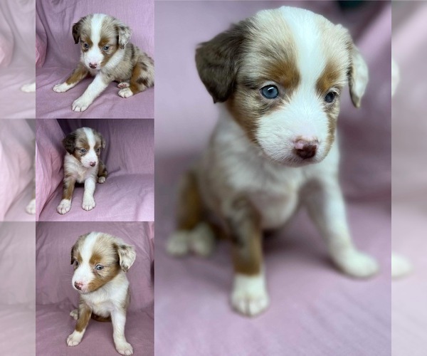 Full screen Photo #3 Miniature Australian Shepherd Puppy For Sale in BROOKER, FL, USA