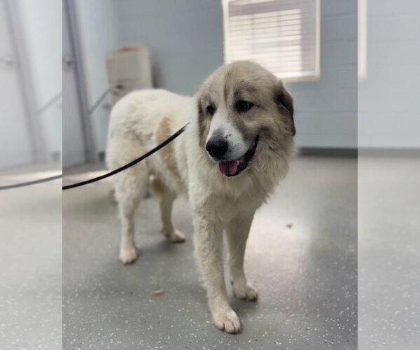 Medium Photo #2 Great Pyrenees-Unknown Mix Puppy For Sale in Croydon, NH, USA