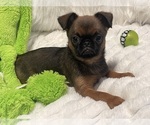 Small Photo #21 Brussels Griffon Puppy For Sale in LEXINGTON, VA, USA