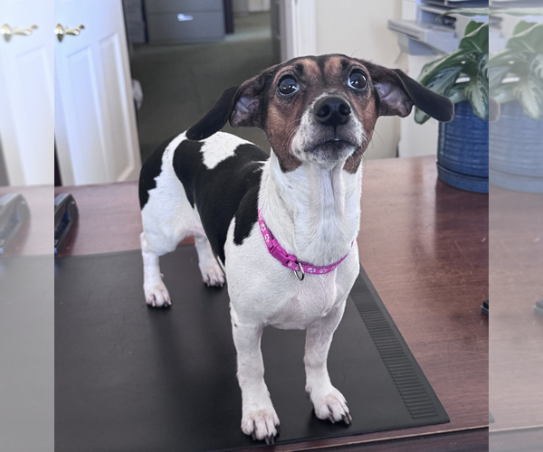 Medium Photo #1 Dachshund-Unknown Mix Puppy For Sale in Weston, FL, USA