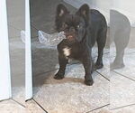 Small Photo #1 French Bulldog Puppy For Sale in MICANOPY, FL, USA