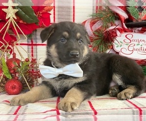 German Shepherd Dog Puppy for sale in LANCASTER, PA, USA