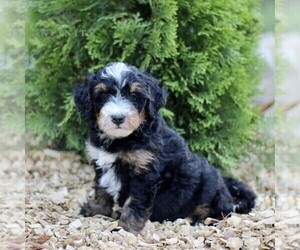 Miniature Bernedoodle Puppy for sale in GORDONVILLE, PA, USA