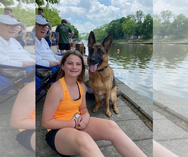 Medium Photo #124 German Shepherd Dog Puppy For Sale in LA FAYETTE, NY, USA