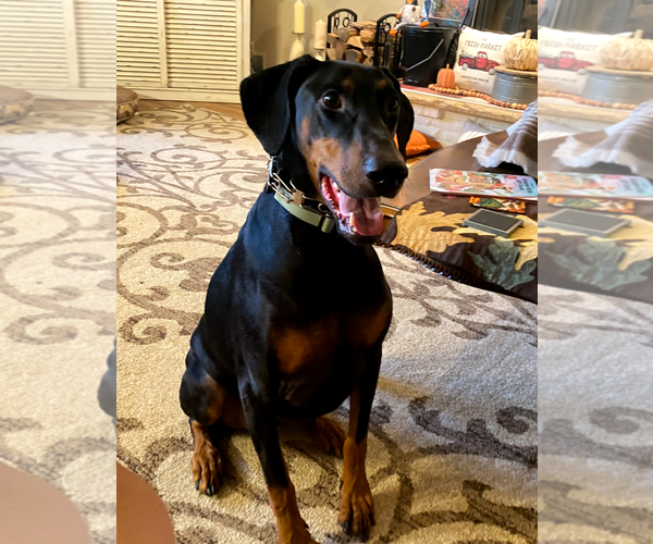 Medium Photo #3 Doberman Pinscher Puppy For Sale in Buffalo, MN, USA