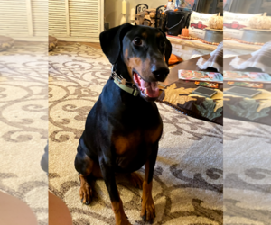 Klaus - Male Doberman Pinscher Dog for Adoption - Photo #3