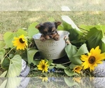 Small Photo #11 Yorkshire Terrier Puppy For Sale in MANKATO, MN, USA
