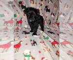 Small Photo #30 YorkiePoo Puppy For Sale in LAPEER, MI, USA