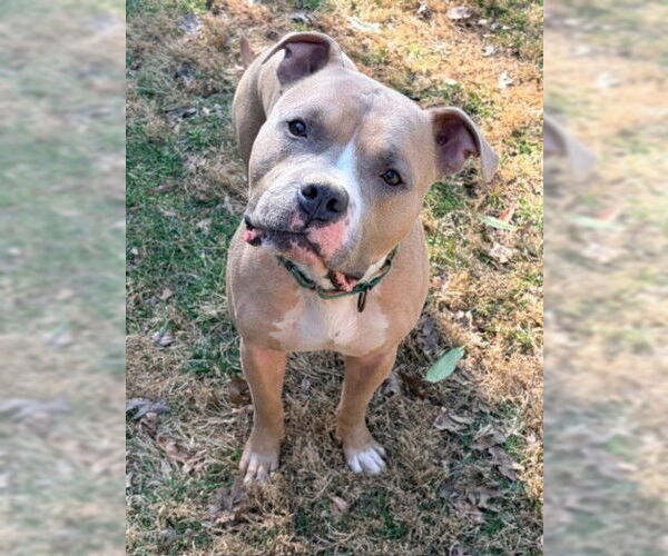 Medium Photo #2 American Pit Bull Terrier Puppy For Sale in Derwood, MD, USA