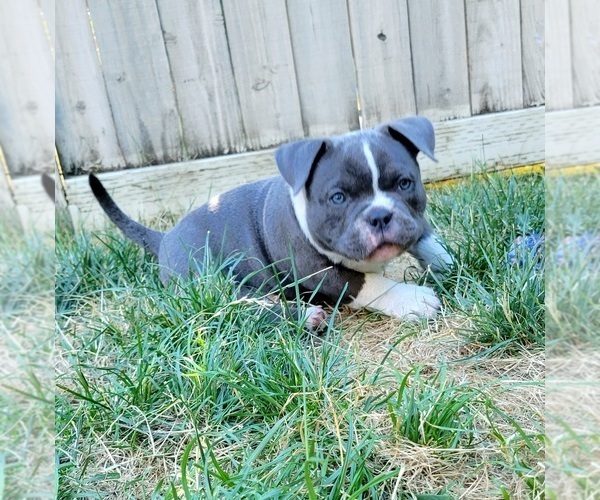 Medium Photo #17 American Bully Puppy For Sale in OLYMPIA, WA, USA