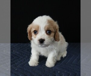 Cavachon Puppy for sale in INDIANAPOLIS, IN, USA