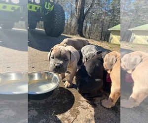 Cane Corso Puppy for sale in DEMOREST, GA, USA