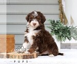 Small #2 Bernedoodle (Miniature)