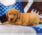 Small Photo #4 Labrador Retriever Puppy For Sale in QUARRYVILLE, PA, USA